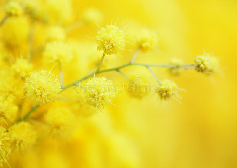 Yellow mimosa flower stock photo. Image of donna, macro 13492774