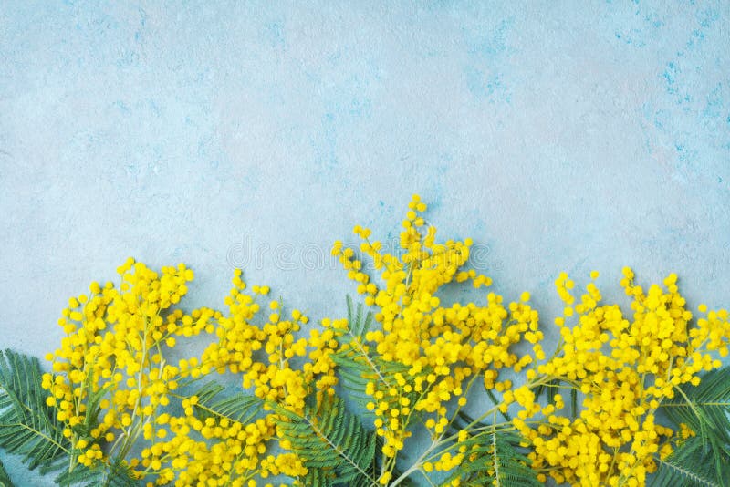 Yellow mimosa flower on turquoise table top view. Spring greeting card for Mothers day, 8 March or Easter.