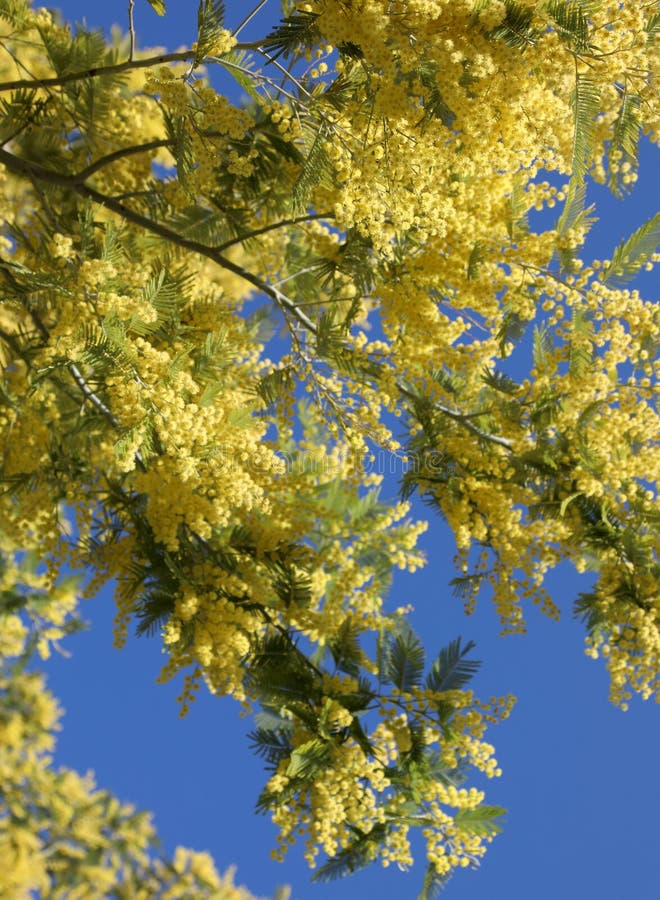 Yellow Mimosas Flowers in Spring Stock Photo Image of hamanta