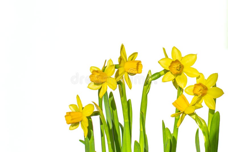 Yellow mini daffodils isolated on white background with copy space. Narcissus flowers with clipping path. Flowers objects for