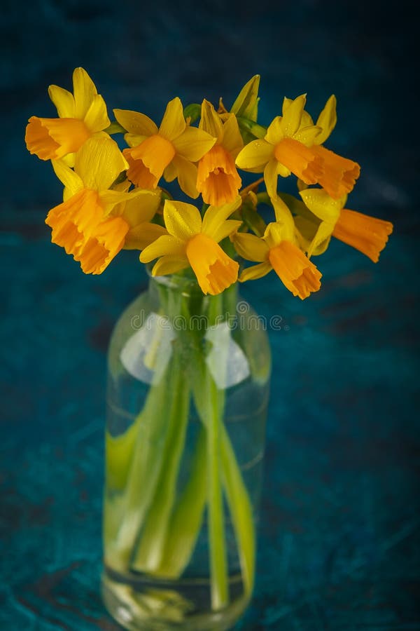 Yellow miniature daffodils royalty free stock photo