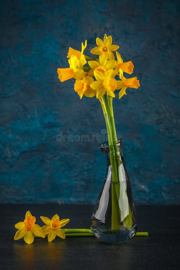 Yellow miniature daffodils stock image