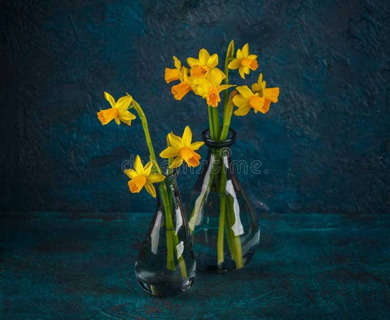 Yellow miniature daffodils royalty free stock photography