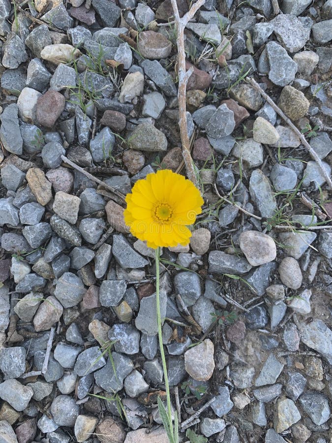 Yellow mint Daisy stock photo. Image of flooring, daisy 251131486