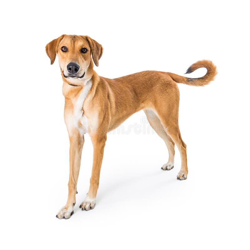 Yellow Mixed Large Breed Dog Standing Stock Photo Image of background