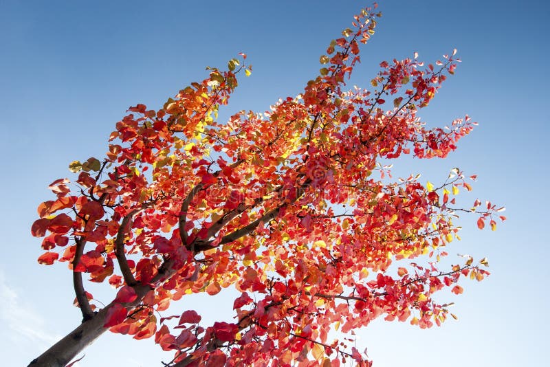 Yellow mixed red leafs on branches royalty free stock photography Yellow mixed red leafs on branches royalty free stock photography