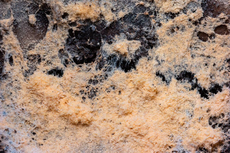 Yellow Mold Growing on Old Ground Coffee Close Up Macro Shot Stock