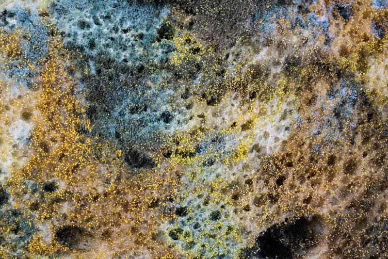 Mold Spores Grown On The Skin Of The Leather Stock Photo Image of