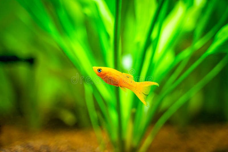 Yellow Balloon Molly Fish Swimming Aquatic Stock Photo 2001814961