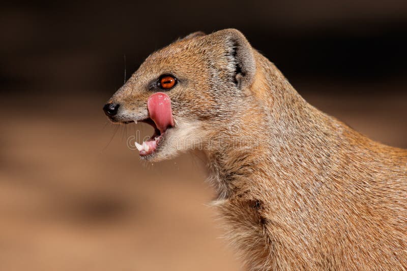 Yellow mongoose stock photos Yellow mongoose stock photos