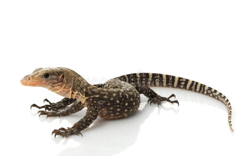 Yellow Monitor Lizard stock photo. Image of herpetology 7959810