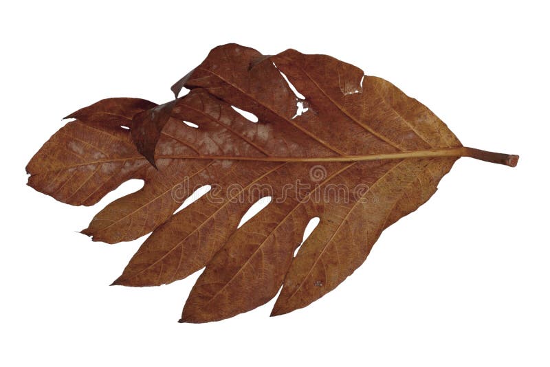 Yellow Monstera Leaves on White Background Stock Image Image of