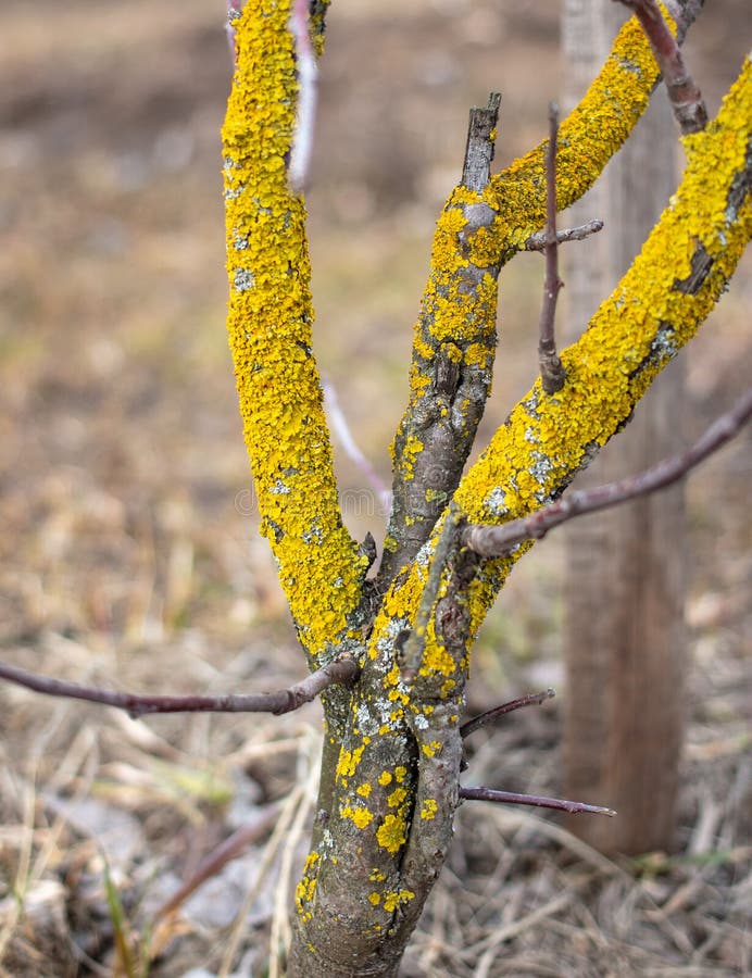 Yellow Moss on the Bark of a Fruit Tree. Stock Image Image of color