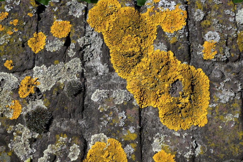 Yellow moss stock photos Yellow moss stock photos