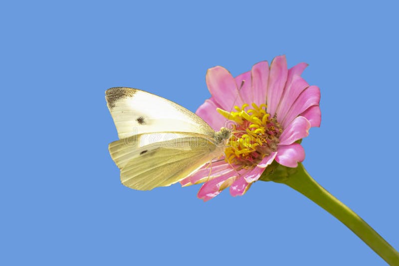 Yellow moth on a pink daisy flower