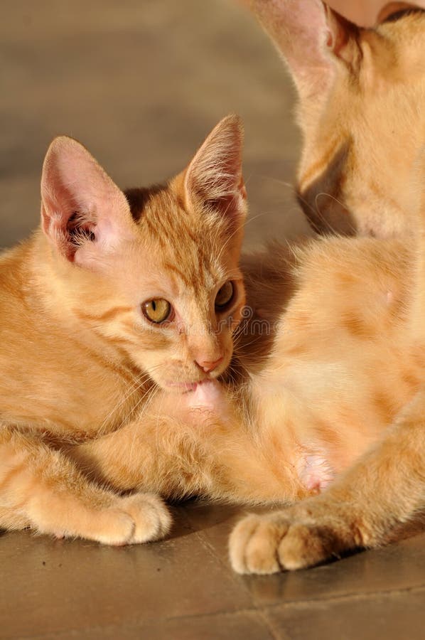Yellow Mother and Baby Ducks Rubber Duck on Black Backg Stock Photo