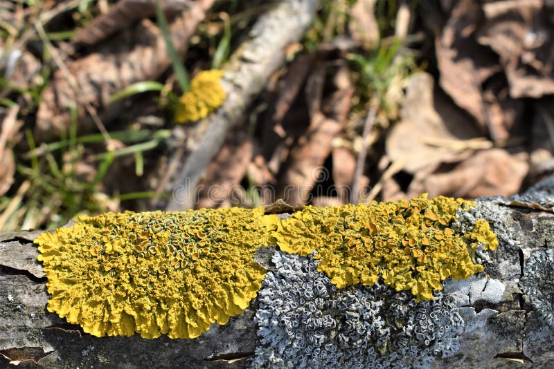 Yellow Mould on the Bark of Tree Stock Image Image of blight, spring