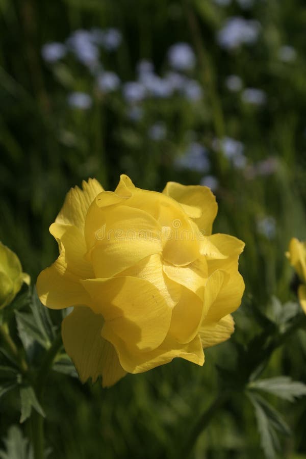 Yellow Mountain Flower Picture. Image 962525
