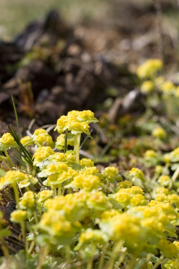 Yellow mountain flowers stock image. Image of meadows, black 762863