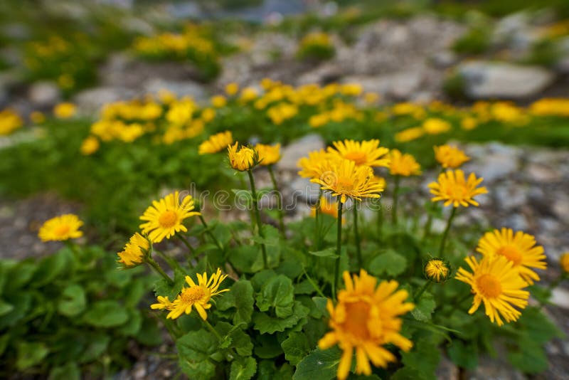 Yellow mountain flowers stock photo. Image of destination 192253806