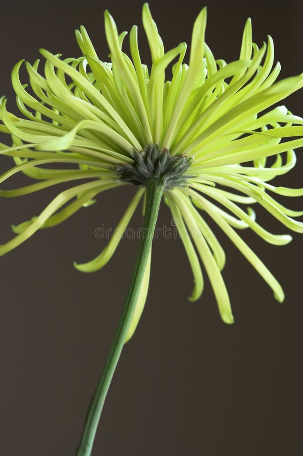 Yellow Mum Flower