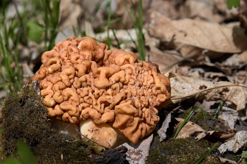 yellow-mushroom-brain-wood-moss-81246648