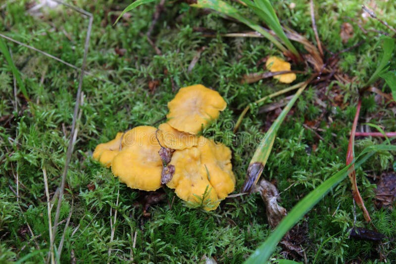 Yellow Mushroom On The Grass Stock Photo Image of singular, woods