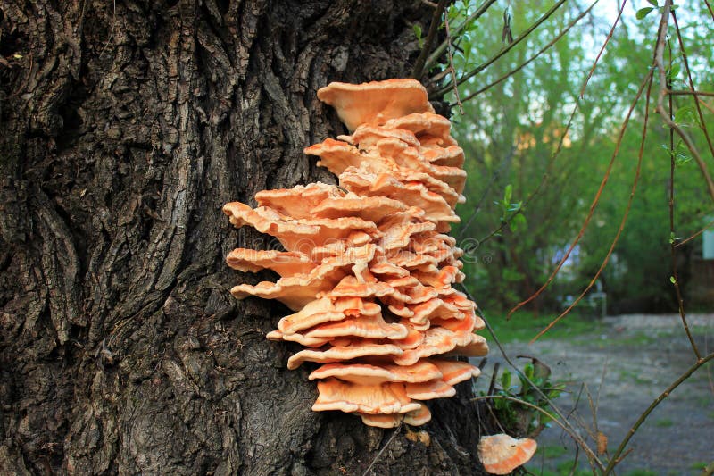 Yellow Mushrooms on the Tree Stock Photo Image of color, natural