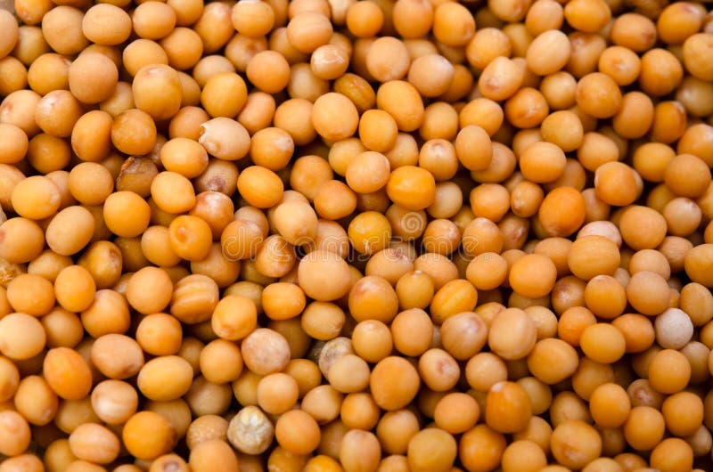 Yellow mustard stock image. Image of green, mustard, pods 13427975