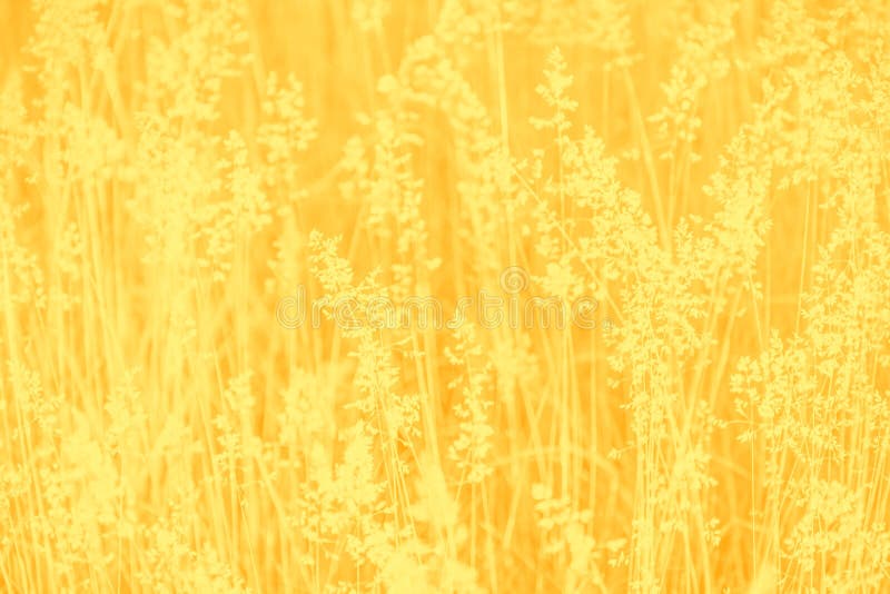 Yellow and Mustard Color Abstract Background with Grass Pattern Stock