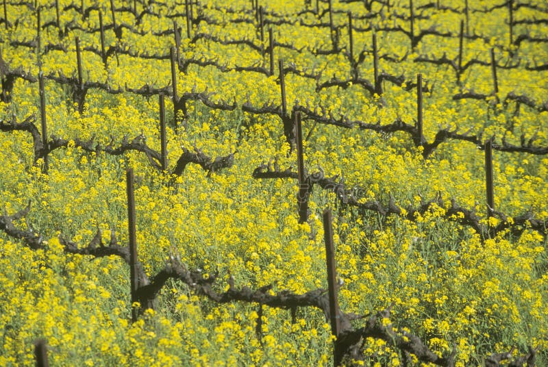 Yellow Mustard Plants in Spring Vineyard Stock Image Image of agricultural, united 23150397