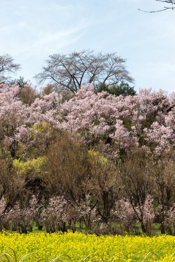 Yellow nanohana fields and flowering trees covering the hillside,Hanamiyama Park,Fukushima,Tohoku,Japan. royalty free stock photography Yellow nanohana fields and flowering trees covering the hillside,Hanamiyama Park,Fukushima,Tohoku,Japan. royalty free stock photography