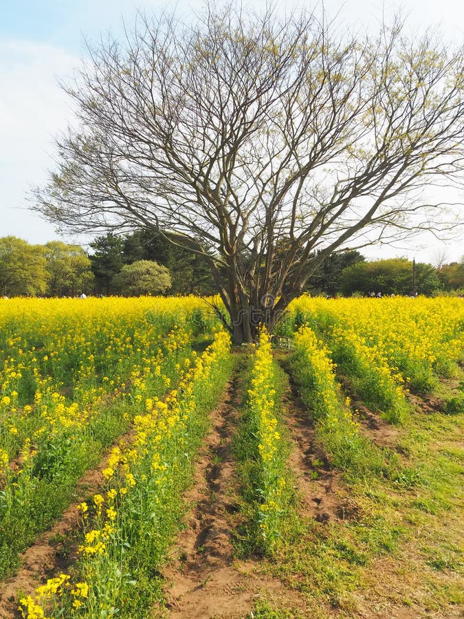 Yellow Nanohana Fields and Flowering Trees Covering the Hillside