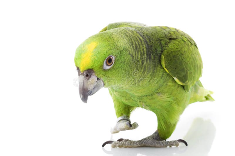 Yellow-naped Amazon Parrot