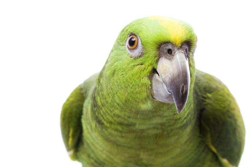 Yellownaped Amazon Parrot stock photo. Image of parrot 7227214