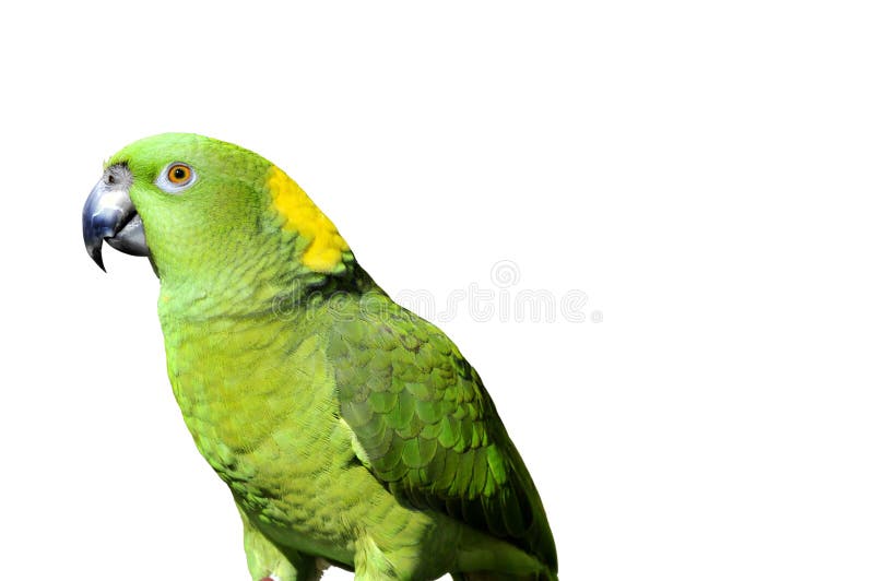 Yellow naped parrot: Amazona auropalliata