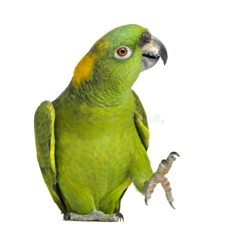 Yellow-naped parrot (6 years old), isolated