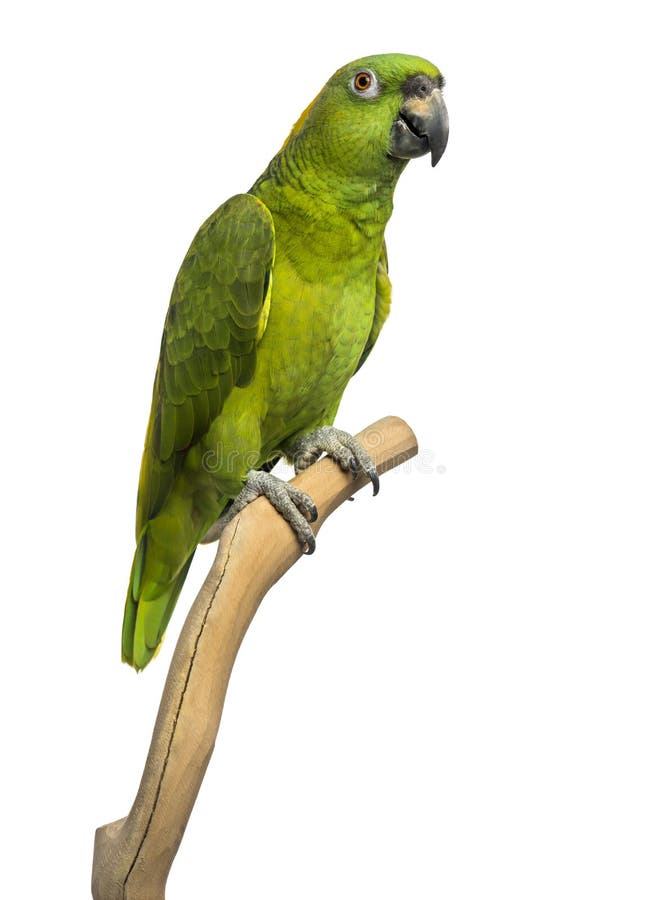 Yellow-naped parrot (6 years old) perched on a branch