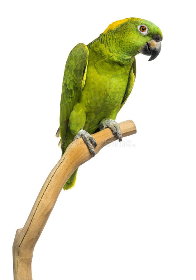 Yellow-naped parrot (6 years old) perched on a branch