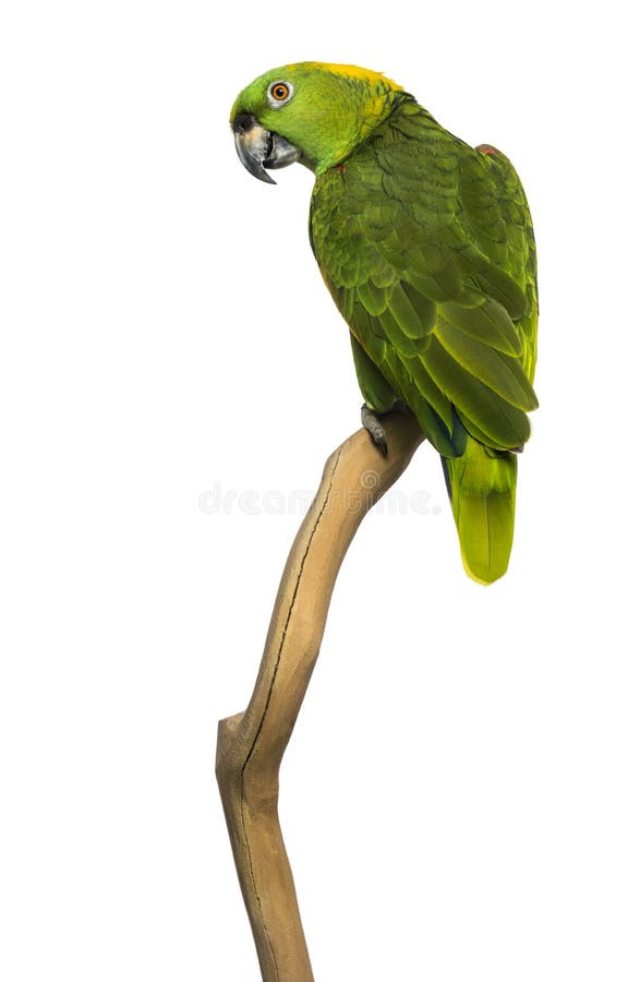 Yellow-naped parrot (6 years old) perched on a branch