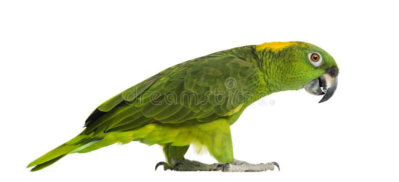 Yellow-naped parrot (6 years old) walking, isolated