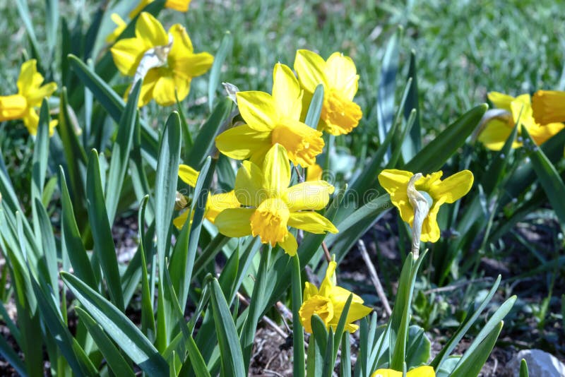Yellow Narcissus - daffodil on a green background, Spring flower narcissus daffodil blooming in april and may , close-up in the royalty free stock image Yellow Narcissus - daffodil on a green background, Spring flower narcissus daffodil blooming in april and may , close-up in the royalty free stock image