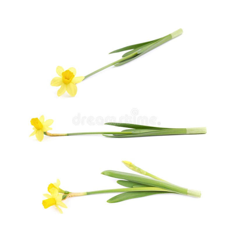 Yellow narcissus flower isolated