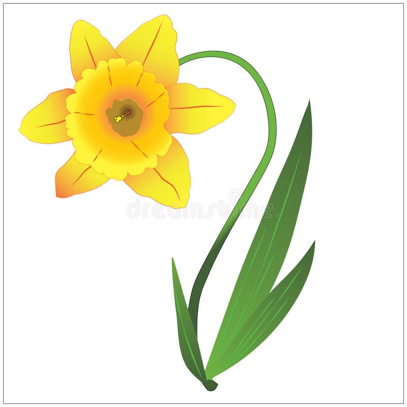 Yellow Narcissus with Green Leaves. Vector Illustration Stock ...