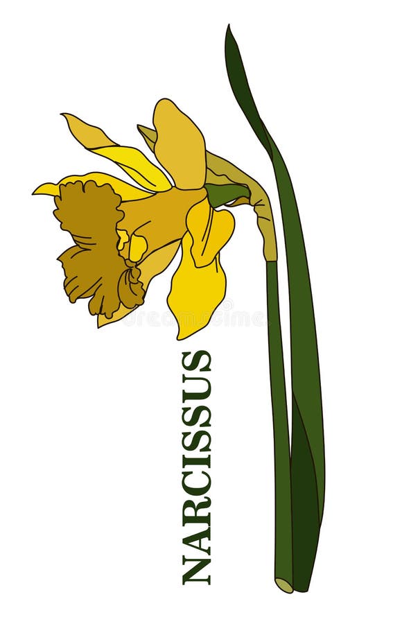 Narcissus Eps10 Vector Illustration Stock Vector Illustration of stem, garden 29606307