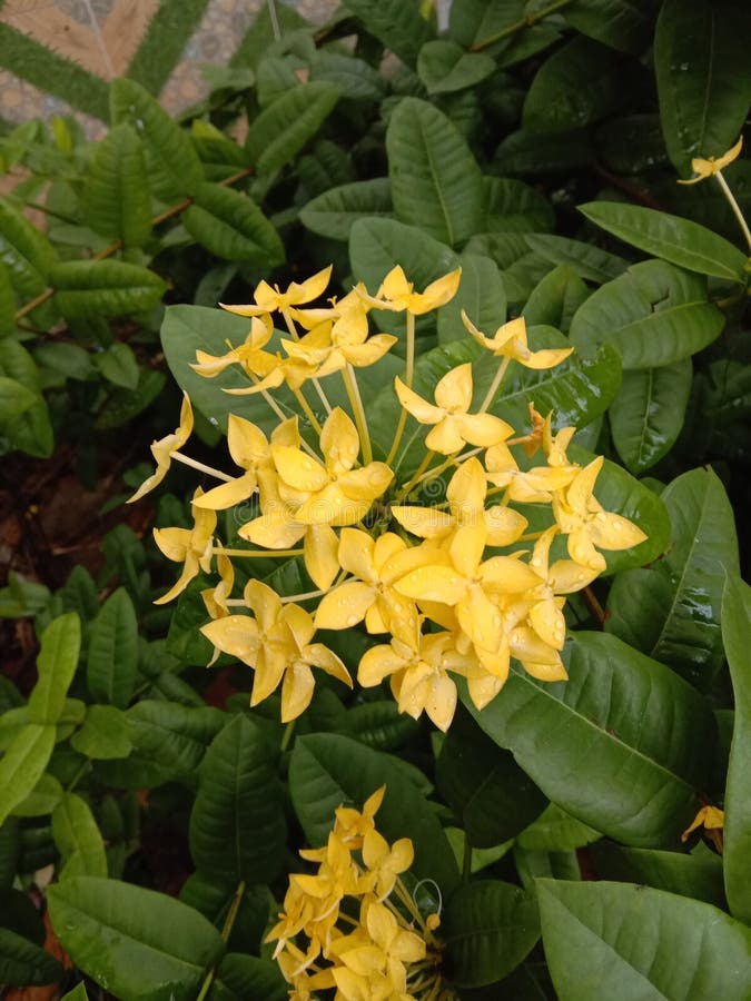 My Batavia Needle Flower English Yellow Needle Flower is a Shrub Arranged in the Family Rubiaceae. Stock