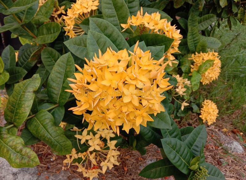 My Batavia Needle Flower English Yellow Needle Flower is a Shrub Arranged in the Family Rubiaceae. Stock
