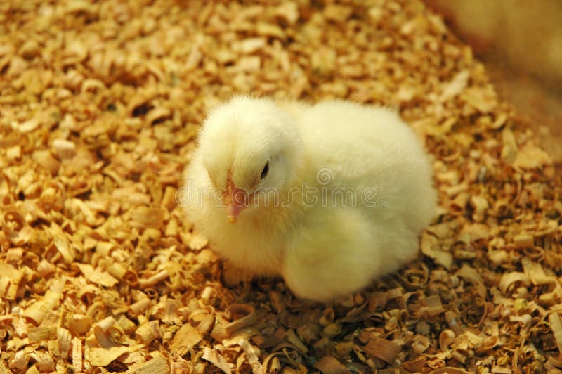 Yellow Newborn Chick royalty free stock images