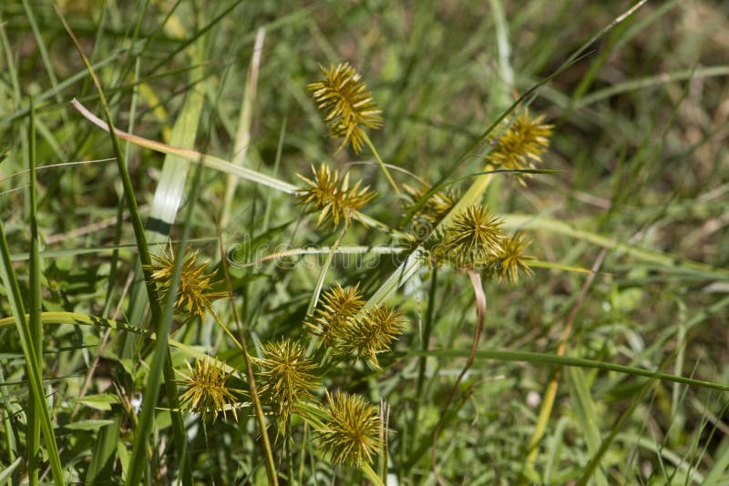 Yellow Nutsedge Nutgrass - Cyperus esculentus stock images Yellow Nutsedge Nutgrass - Cyperus esculentus stock images