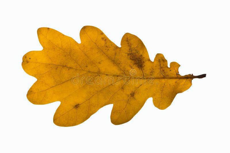Yellow oak leaf